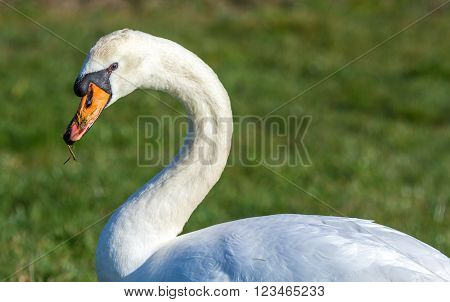 a mute swan with grass on its bill