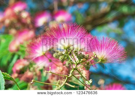 Beautiful pink flowers on the tree - Japanese acacia Albizia julibrissin.