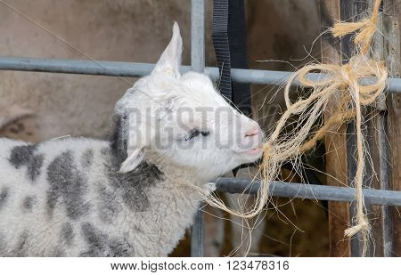 Beautiful newborn white lamb chewing on a string