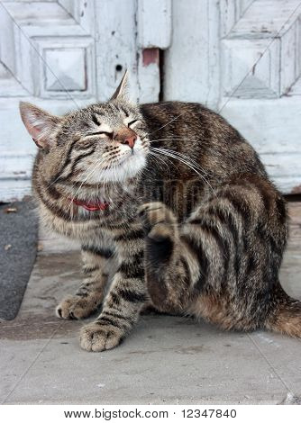 Güzel Avrupa kedi