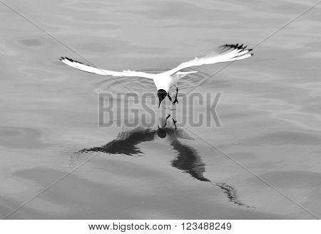 Black-headed gull (Chroicocephalus ridibundus) hovering over surface of water. Gull reflected in the Caspian Sea whilst hunting fish, in black and white