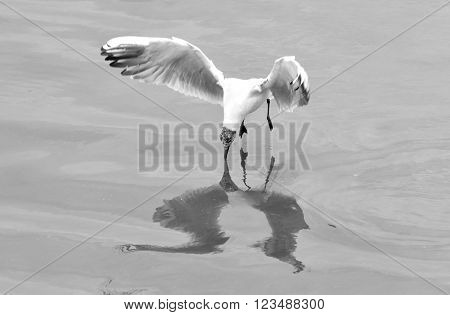 Juvenile black-headed gull (Chroicocephalus ridibundus) hovering with beak touching water. Gull reflected in the Caspian Sea whilst hunting fish, in black and white