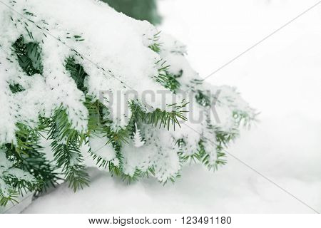 Fir tree covered with snow, closeup