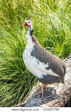 Helmeted Guinea Hen Bird