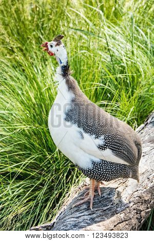 Helmeted Guinea Hen Bird