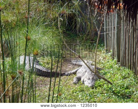 플로리다 게이 터는 야생에서