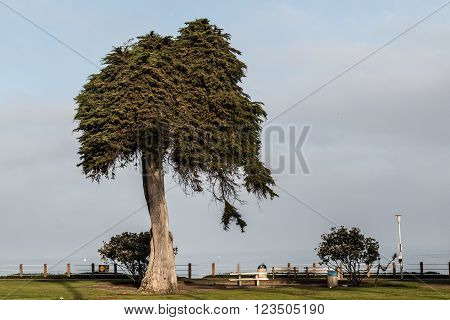 The last surviving Monterey Cypress tree at Ellen Browning Scripps Park in La Jolla, California.
** Note: Visible grain at 100%, best at smaller sizes
