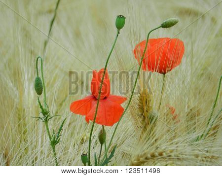 coquelicot red flowers at the edge of the wheat field
** Note: Visible grain at 100%, best at smaller sizes