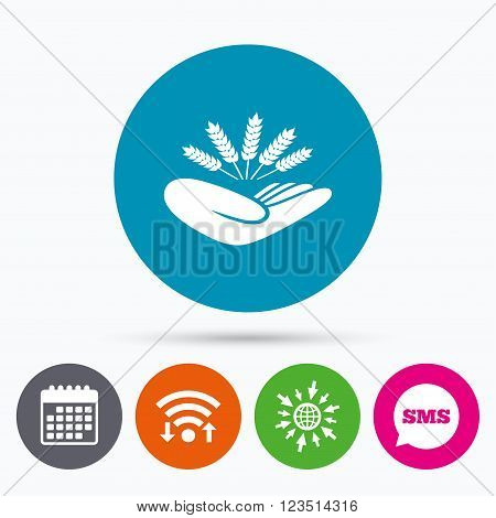Wifi, Sms and calendar icons. Agriculture insurance sign icon. Hand holds wheat. Protection against crop failure and drought. Go to web globe.