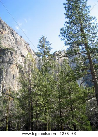 Yosemite Mountain træer