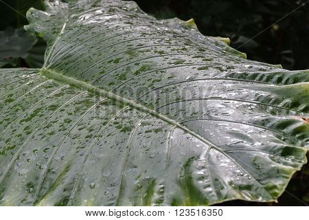 A palm leaf after a tropical rainshower