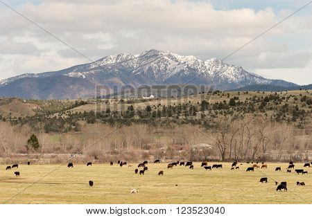 Road to John Day Oregon Cattle Ranch Canyon Mountain
