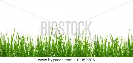 Green grass su sfondo bianco