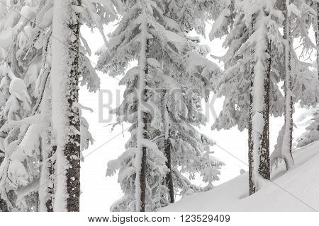 Fir trees under the snow. Mountain forest in winter. Christmas landscape.  Siberian mountains, baikal, mamay