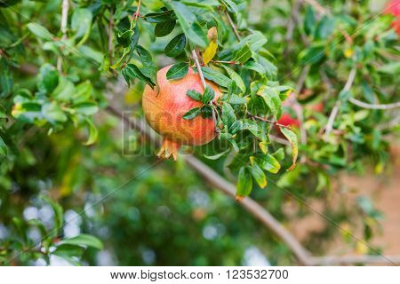 Pomegranate fruits on tree in autumn garden, Cyprus
** Note: Shallow depth of field