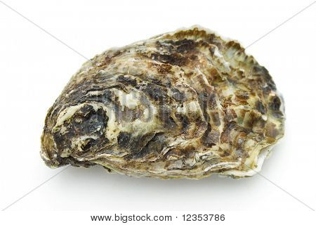 Oester
