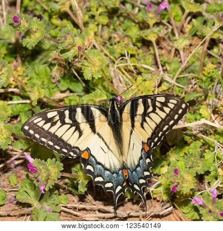 Beautiful female eastern Tiger Swallowtail butterfly feeding on tiny Henbit flowers in spring