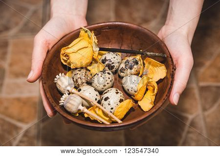 quail eggs with yellow flower are on the brown table in the hands,cook on the kitchen,healthy food,Easter