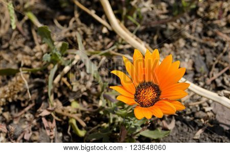 Orange flower on a slightly blurred background
** Note: Shallow depth of field