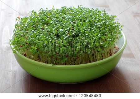 fresh eastre  Cress, cuckoo flower on wooden background