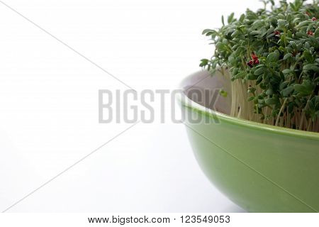 fresh eastre  Cress, cuckoo flower on white background