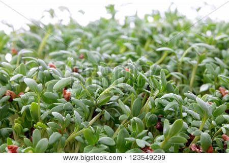 fresh eastre  Cress, cuckoo flower on white background