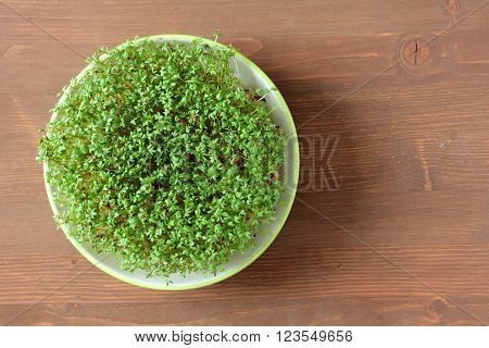 fresh eastre  Cress, cuckoo flower on wooden background