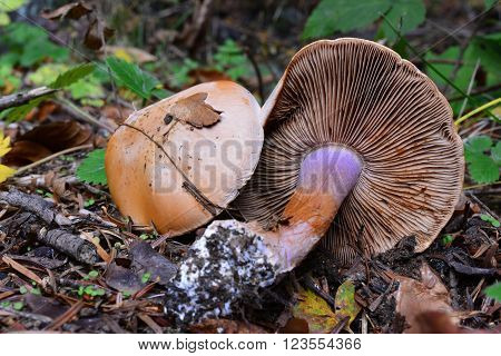 Not toxic, but inedible Freckled  Webcap mushroom, or Cortinarius spilomeus in natural habitat