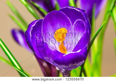 beautiful purple crocus flowers blooming in vivid close