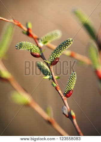 Blooming willow branch. Willow buds. Spring sunlight.