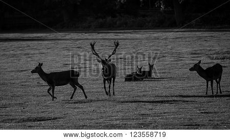 Red Deer