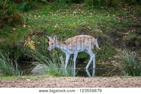 Fallow Deer Hind