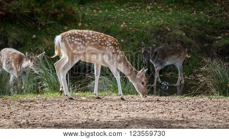 Fallow Deer Hind