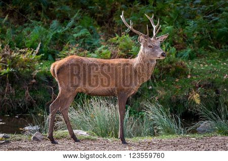 Red Deer Stag