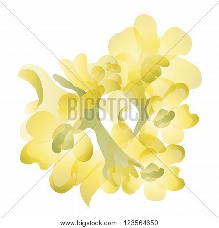 Jojoba flowers vector in format eps 10