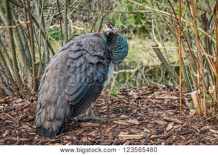 Understated beauty of female peafowl. Bird is looking at camera