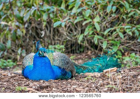 Peacock peacefully sleeping on the ground with eyes closed