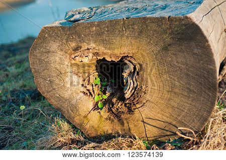 Cross section of tree trunk. Firewood, wood stack