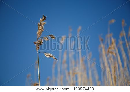 Grass sedge dry on the blue sky. The grass stems in winter snow frosty morning.