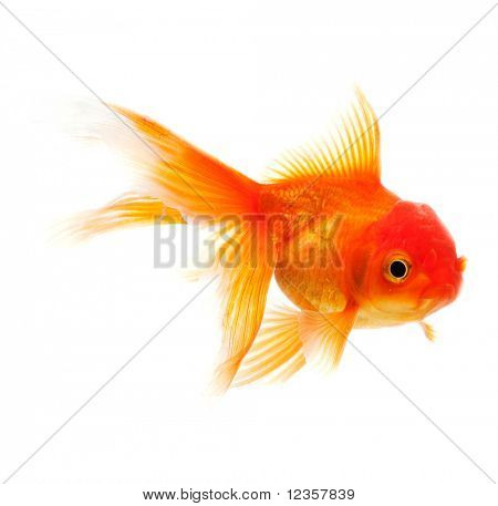 ปลาแยกต่างหากบนพื้นหลังสีขาว