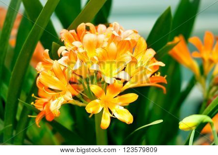 Orange Clivia Miniata flowers of lily in a flower bed