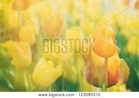 Yellow beautiful tulips field in spring time, floral tender soft easter background - multiexposure effect