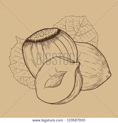 Hazelnut vector isolated on brown background. Hazelnut seeds. Engraved vector illustration of leaves and nuts of Hazelnut. Hazelnut in vintage style.