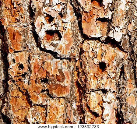 Barck In The Abstract Close Up Of A Tree Color And Texture
