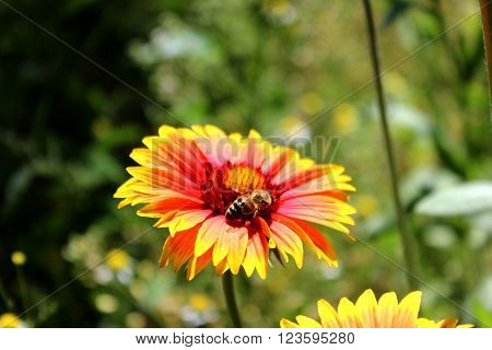Gaillardia yellow and orange flower with bee in the sunshine. Gaillardia bright colored flower with the bee hunting for nectar.