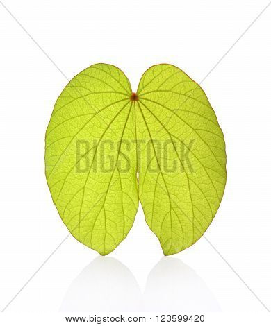 Bauhinia aureifolia leaf isolated on white background