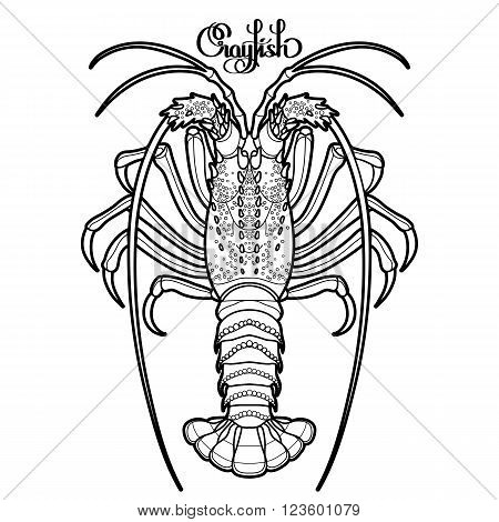 Graphic vector crayfish drawn in line art style. Spiny or rocky lobster. Sea and ocean creature isolated on white background. Top view. Seafood element. Coloring book page design