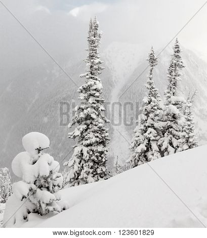 Fir trees under the snow. Mountain forest in winter. Christmas landscape.  Siberian mountains, baikal, mamay