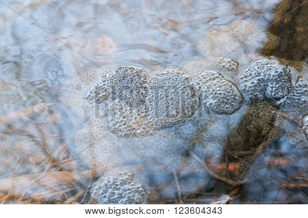 high angle view of some frog spawn clusters in a pond