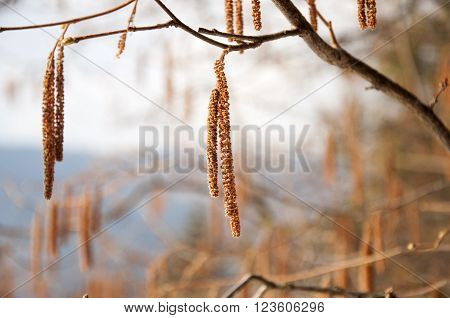Birch catkins on a branch closeup spring. Birch bud (Alnus Alder Bétula Betulaceae) on a nature background